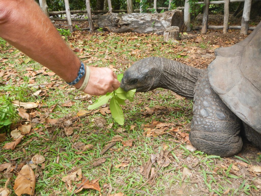 Füttern einer Riesenschildkröte
