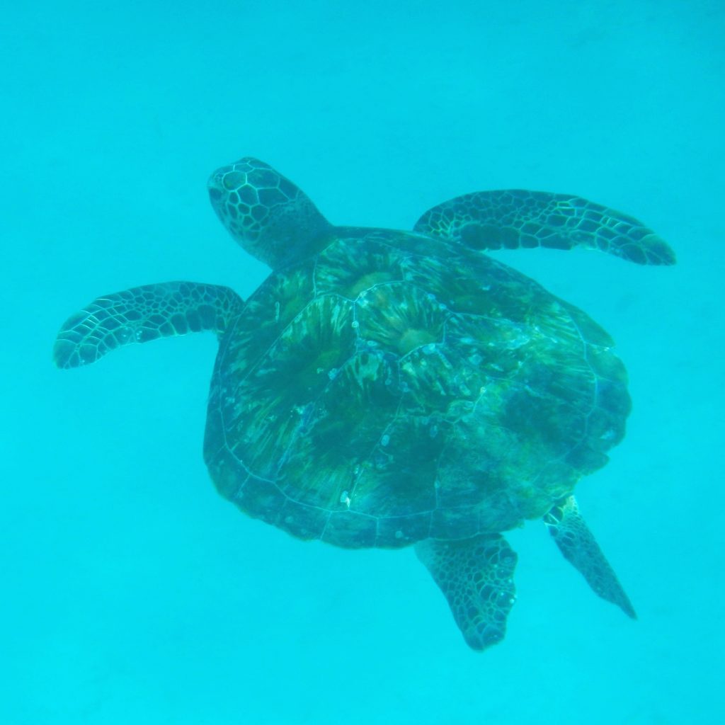 Wasserschildkröte