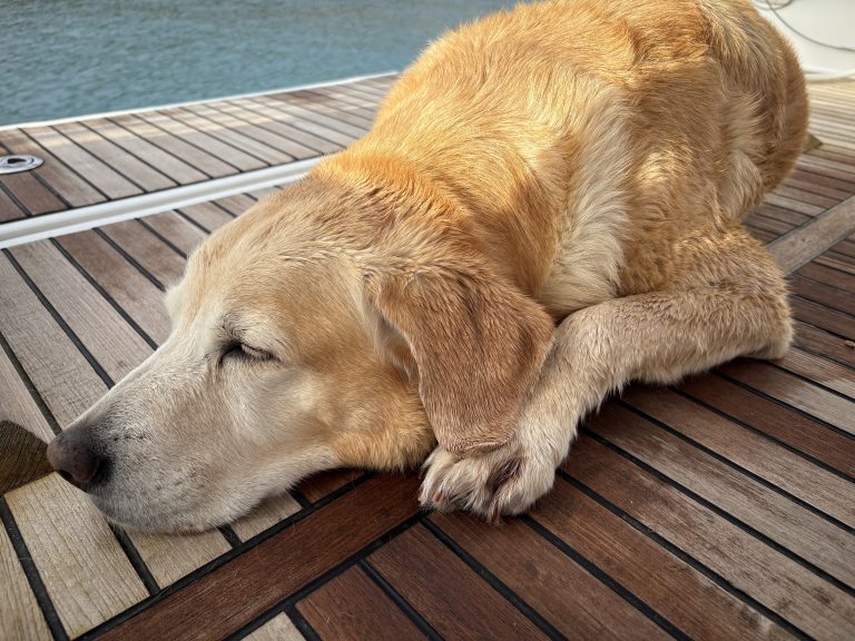 Luna unser Schiffshund